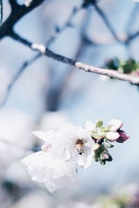 Close-up of cherry blossoms on branch