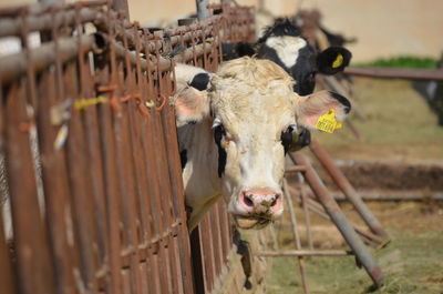 Portrait of cow