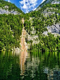 Scenic view of lake in forest