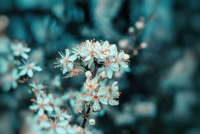 Close-up of white flowering plant