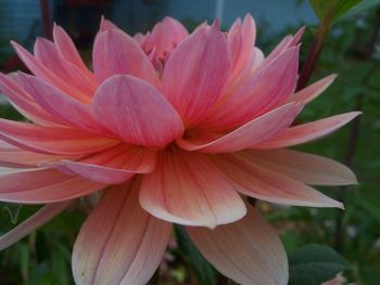 Close-up of pink dahlia