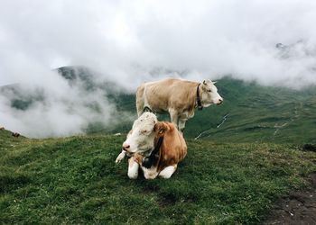 Cattle on field against sky