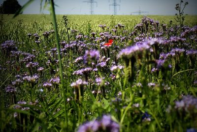 Purple crocus flowers on field