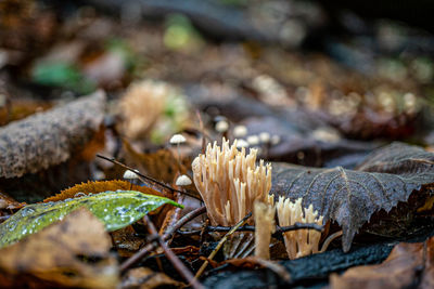 Close-up of mushroom growing on field