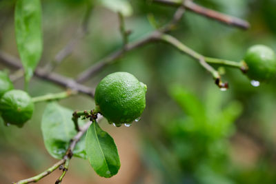fruit