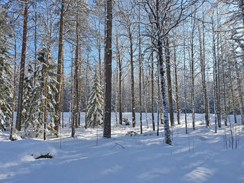 Bare trees on snow covered field