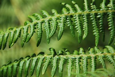 Close-up of fern