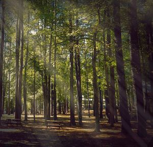 Trees in forest