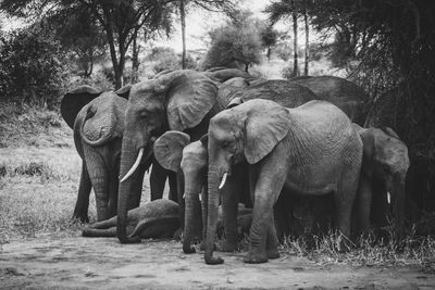 Elephants in forest