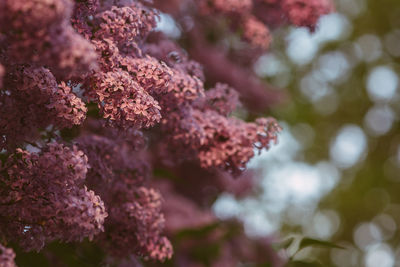 Low angle view of tree against blurred background