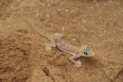 High angle view of a lizard on sand