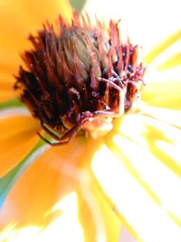 Close-up of yellow flower