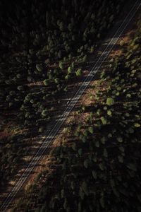 Aerial view of road amidst trees in forest