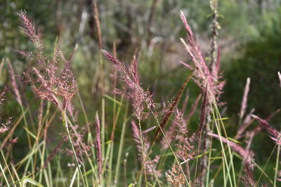 Close-up of plants