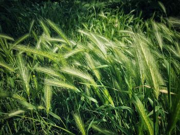 Full frame shot of wheat field