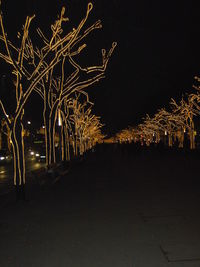 Illuminated trees against sky at night