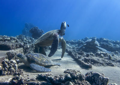 High angle view of turtle swimming in sea