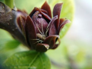 Close-up of flower against blurred background
