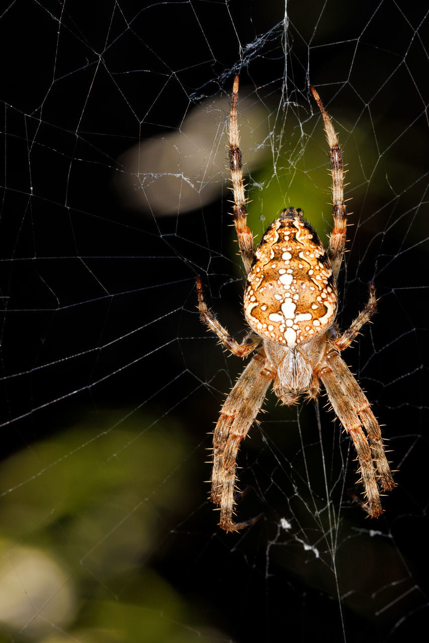 spider web, fragility, animal themes, animal, spider, arachnid, one animal, animal wildlife, close-up, insect, wildlife, macro photography, focus on foreground, animal body part, nature, animal leg, no people, argiope, macro, zoology, outdoors, intricacy, beauty in nature, animals hunting, limb, spinning, complexity, selective focus, sign, poisonous