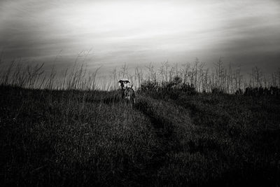 Dog standing in field