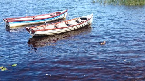 Swan on boat in lake