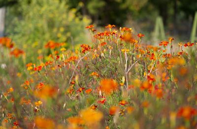 Close-up of orange poppy flowers on field