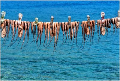 Octopuses drying on rope