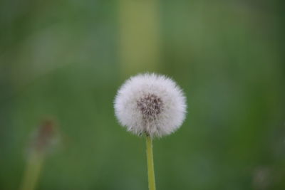Close-up of dandelion flower