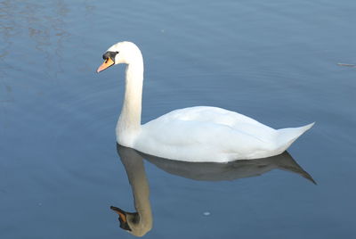 White swan swimming in lake