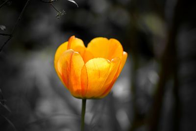 Close-up of orange flower