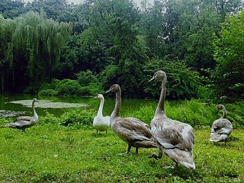 Birds on grassy field