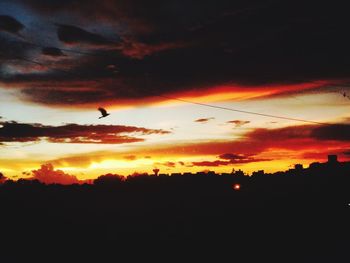 Silhouette of trees at sunset