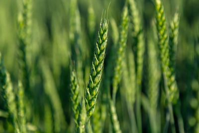 Green wheat field close up image. agriculture scene