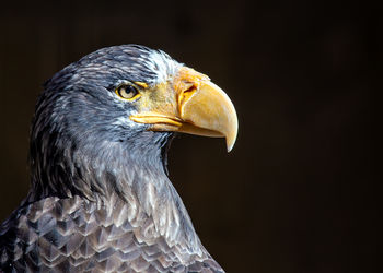 Close-up of eagle