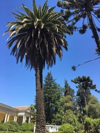 Low angle view of palm trees against clear blue sky