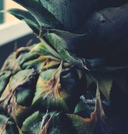 Close-up of leaves
