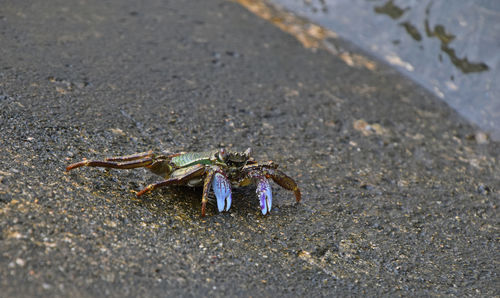 Close-up of crab on wet rock