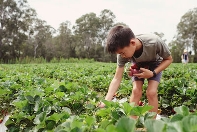 Boy harvesting strawberry on field