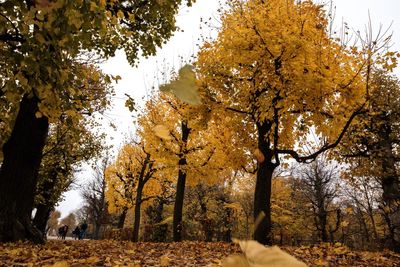 Low angle view of trees in forest during autumn