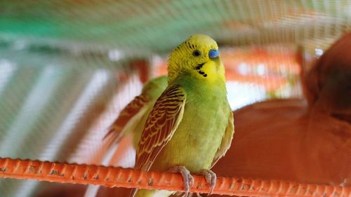 Close-up of parrot perching in cage