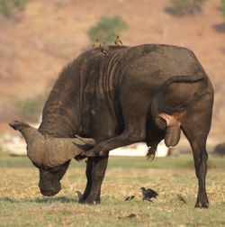 Horse standing on field