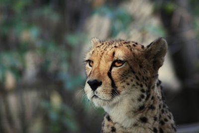 Close-up of cheetah looking away in forest