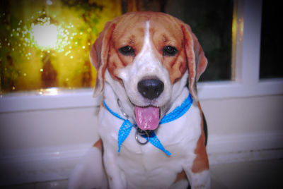 Close-up portrait of dog