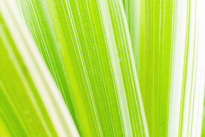 Full frame shot of palm leaf