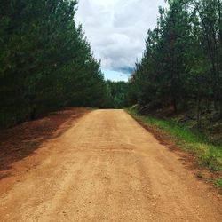 Road passing through forest