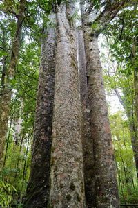 Low angle view of trees in forest