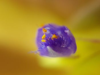 Close-up of purple crocus flower