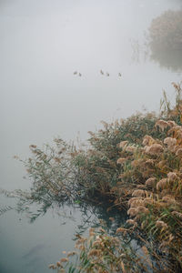 Scenic view of lake and trees
