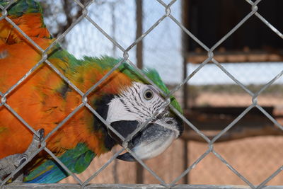 Close-up of parrot in cage at zoo