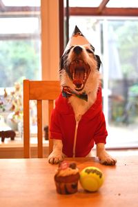 Jack russell terrier wearing party hat with mouth open celebrating birthday at home